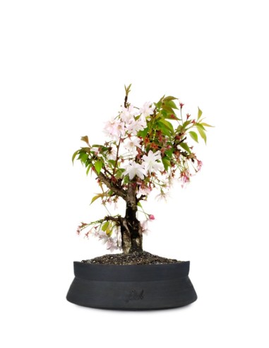 Ciliegio Giapponese Bonsai