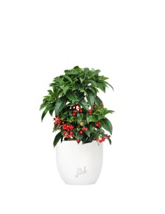 Ardisia 