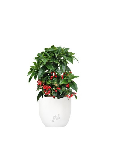 Ardisia 