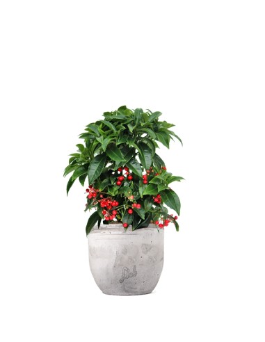 Ardisia 