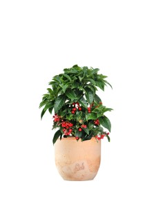 Ardisia  2