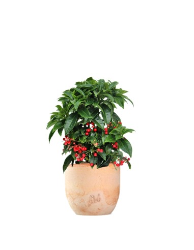 Ardisia 