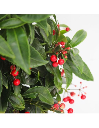 Ardisia 