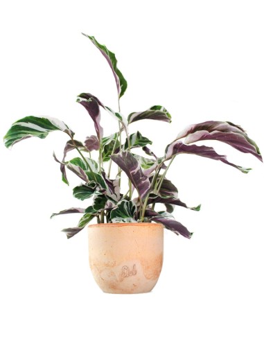 Calathea fusion white