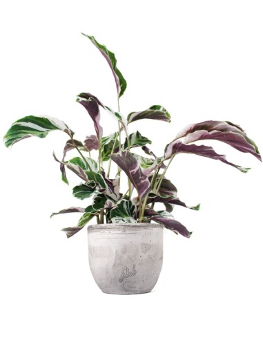 Calathea fusion white