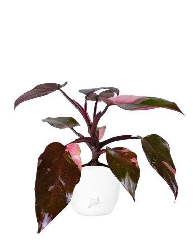 Filodendro Pink Princess