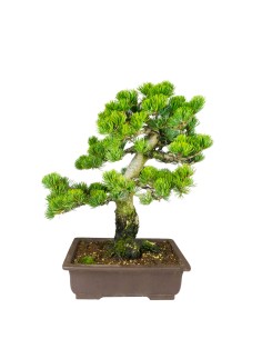 Bonsai Pino pentaphylla 24...