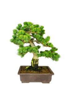 Pinus pentaphylla 24 anni |... 2