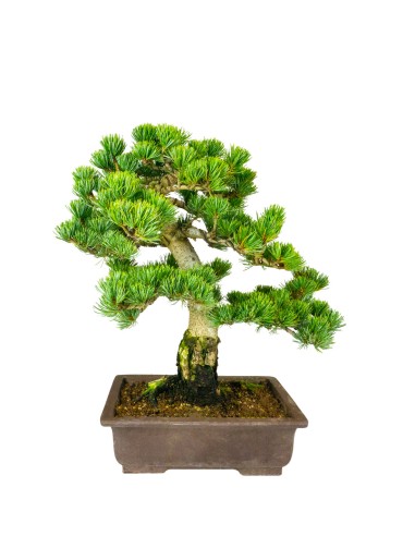 Bonsai Pino pentaphylla 24 anni |...