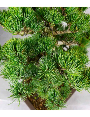 Bonsai Pino pentaphylla 24 anni |...