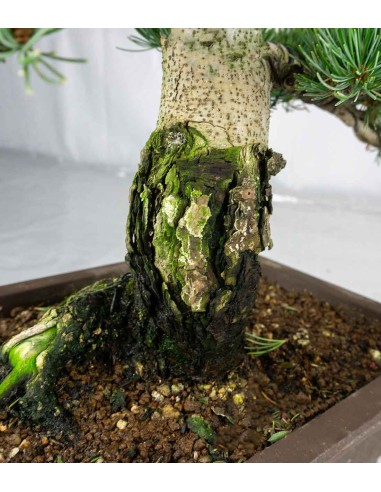 Bonsai Pino pentaphylla 24 anni |...