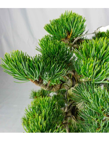 Bonsai Pino pentaphylla 24 anni |...