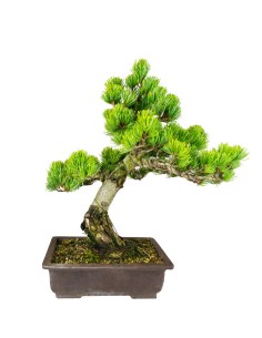 Bonsai Pino pentaphylla 24...