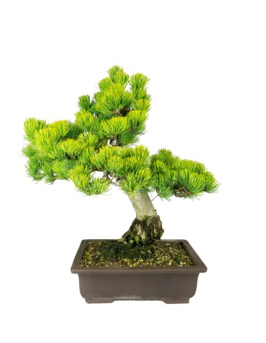 Bonsai Pino pentaphylla 24 anni |...