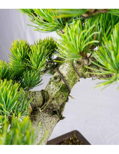 Pinus pentaphylla 24 anni | Esemplare 2