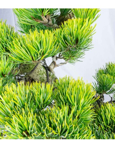 Pinus pentaphylla 24 anni | Esemplare 2
