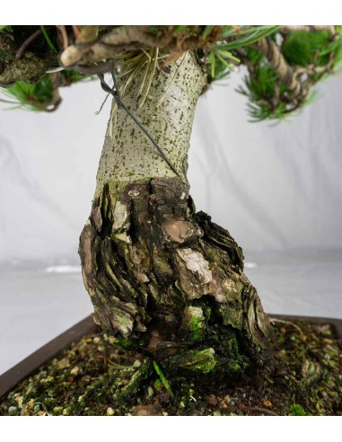 Pinus pentaphylla 24 anni | Esemplare 2