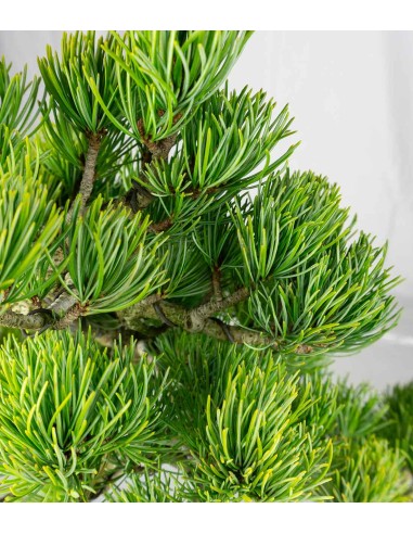 Bonsai Pino pentaphylla 24 anni |...