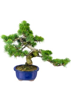 Pinus pentaphylla 25 anni