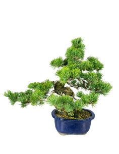 Pinus pentaphylla 25 anni 2