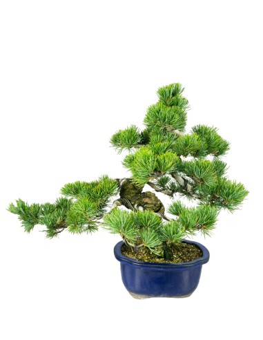 Bonsai esemplare unico Pino...