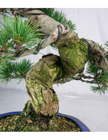 Pinus pentaphylla 25 anni