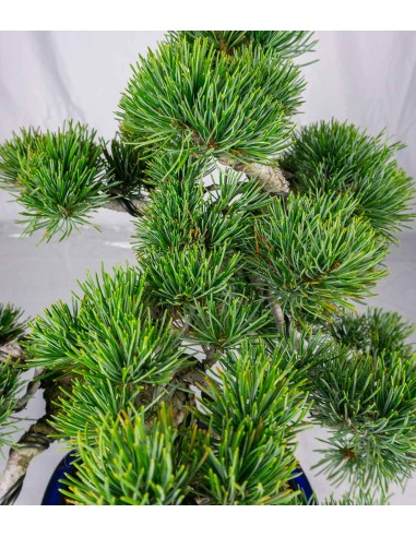 Bonsai esemplare unico Pino...