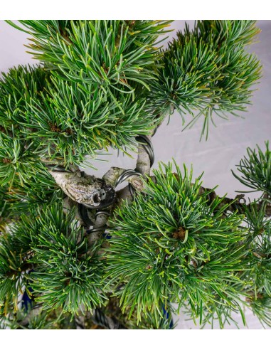 Pinus pentaphylla 25 anni