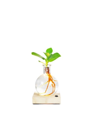 Clusia Sfera con led