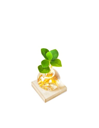 Clusia Sfera con led
