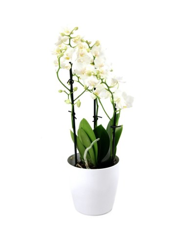 Orchidea Bianca