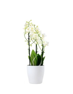 Orchidea Bianca 2