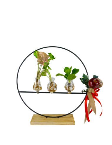 Piante verdi idroponica Mix