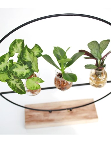 Piante verdi idroponica Mix