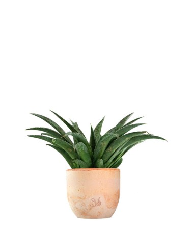 Mangave Pineapple Express