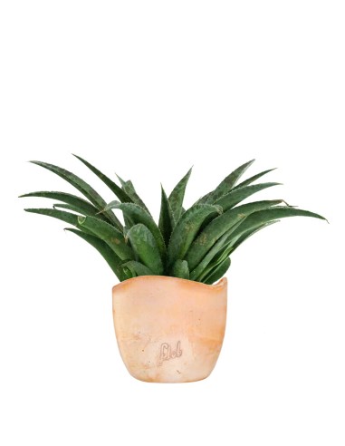 Mangave Pineapple Express