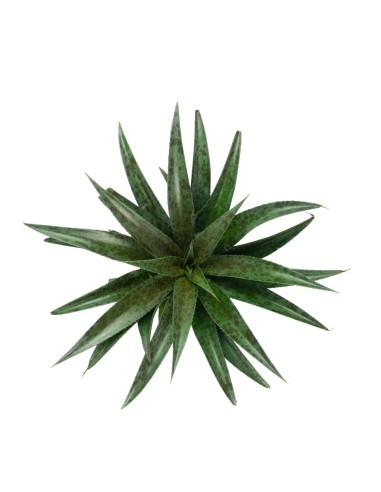 Mangave Pineapple Express