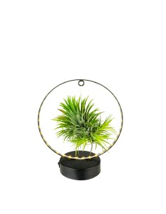 Tillandsia circolare led nero