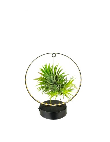 Tillandsia circolare led nero