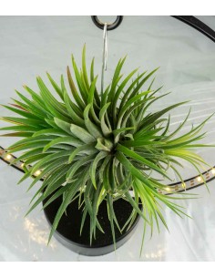 Tillandsia circolare led nero 2