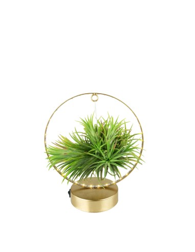 Tillandsia circolare led oro