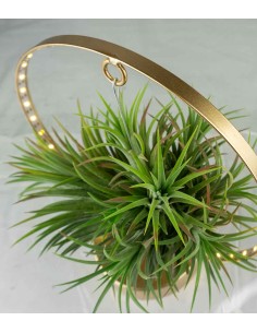 Tillandsia circolare led oro 2