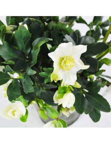 Rosa di Natale vaso 14