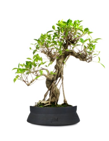 Ficus Retusa XL