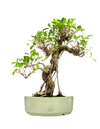 Ficus Retusa XL