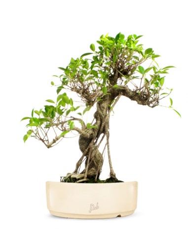 Ficus Retusa XL