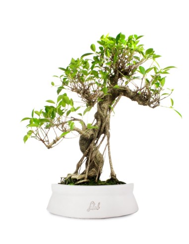 Ficus Retusa XL