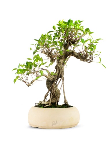 Ficus Retusa XL