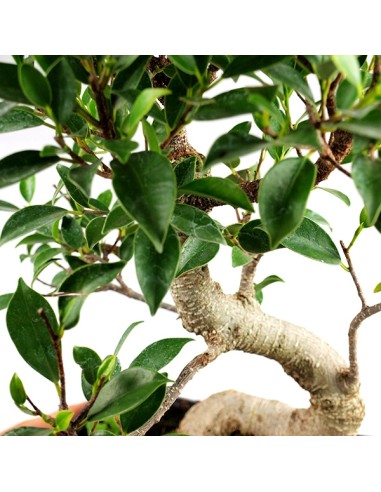 Ficus Retusa XL
