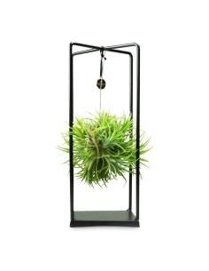 Tillandsia con supporto...